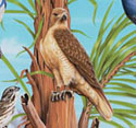 illustration of Illustration for Wild Republic animal children's puzzle.